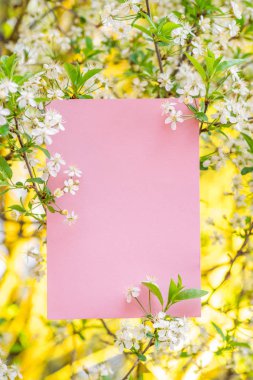Çiçeklenme kiraz dalları arasında boş pembe kağıt.