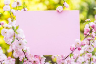 Kağıt çiçek çiçeklenme badem şubeleri arasında boş. Pembe f