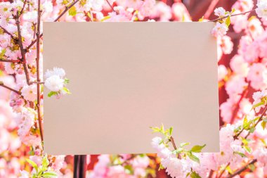 Kağıt çiçek çiçeklenme badem şubeleri arasında boş. Pembe f