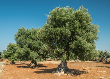 Ön planda Akdeniz zeytin Tarlası ve eski bir zeytin ağacı