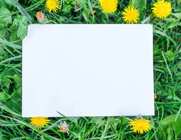 Paper blank on the green grass and dandelions. Green grass as a — Stock Photo, Image