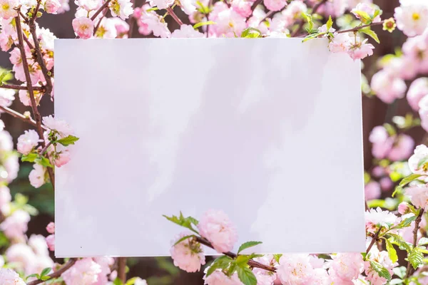 Kağıt çiçek çiçeklenme badem şubeleri arasında boş. Pembe f