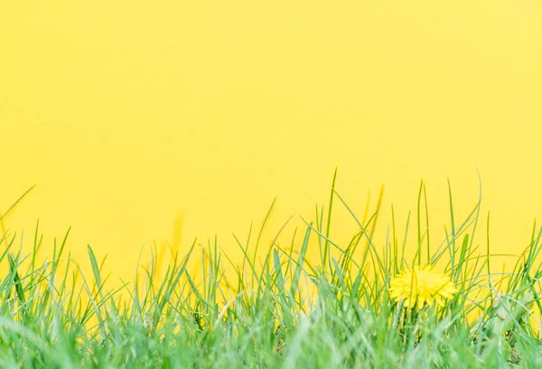 Sarı kağıt yeşil çimenlerin üzerinde boş. Yeşil çim bir çerçeve olarak.