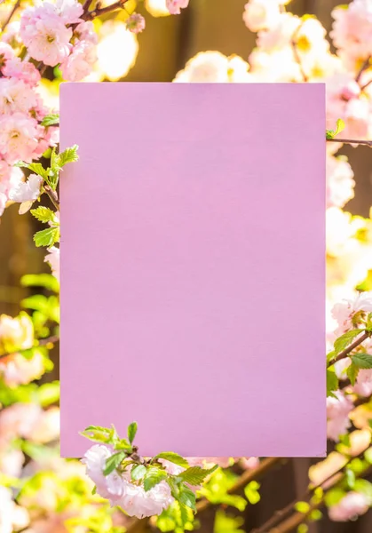 Papel em branco entre ramos de amêndoa floridos em flor. Rosa f — Fotografia de Stock