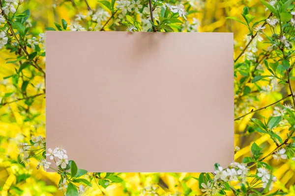 Papel em branco entre ramos de cereja em flor . — Fotografia de Stock