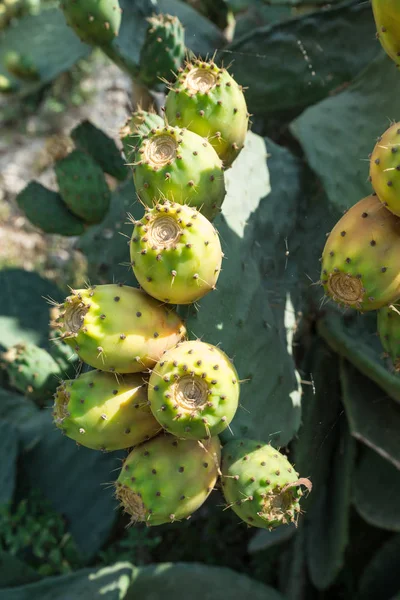 Opuntia fruit or prickly pear fruit in nature. — Stock Photo, Image