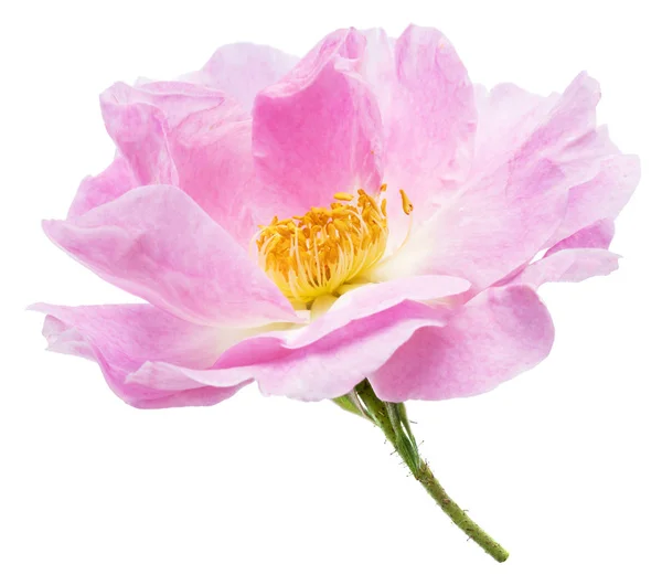 Όμορφο λουλούδι τριαντάφυλλου ή άγριο τριαντάφυλλο λουλούδι. Το αρχείο περιέχει clip — Φωτογραφία Αρχείου