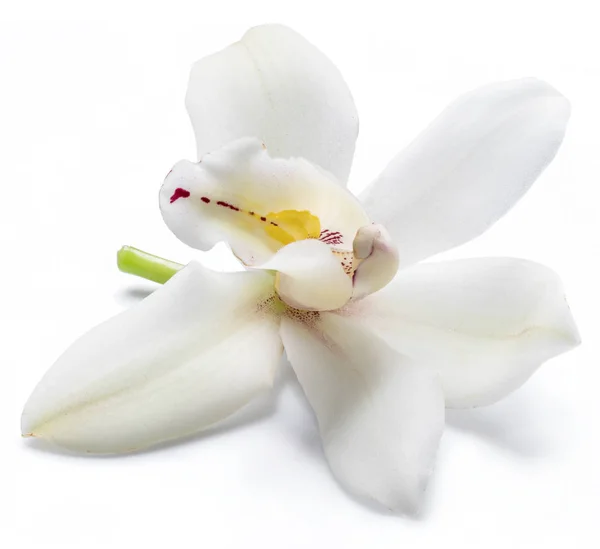 Flor de vainilla de orquídea vainilla aislada sobre fondo blanco . — Foto de Stock