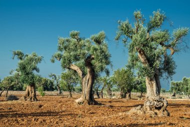 Ön planda Akdeniz zeytin Tarlası ve eski bir zeytin ağacı