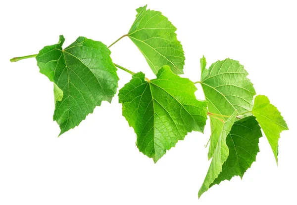 Gröna vinblad eller druva blad på vit bakgrund. Klippning — Stockfoto