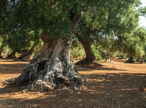 Plantación de olivos mediterráneos y un olivo viejo en primer plano — Foto de Stock