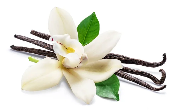 Vanilya çubukları ve üzerinde beyaz izole orkide vanilya çiçek kurutulmuş — Stok fotoğraf