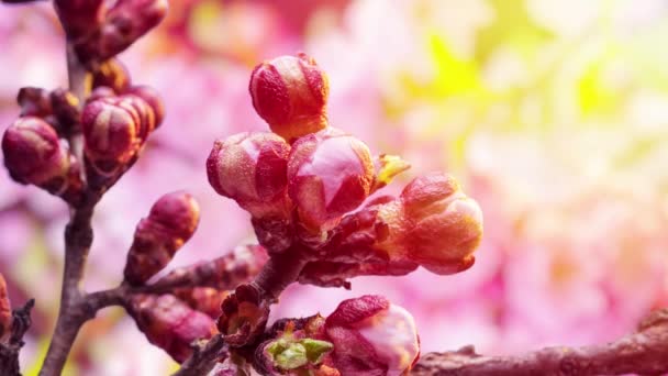 Apricot Flowers Blossoming Nature Background Time Lapse Video — Stock Video