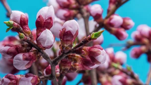 Apricot Flowers Blossoming Nature Background Time Lapse Video — Stock Video