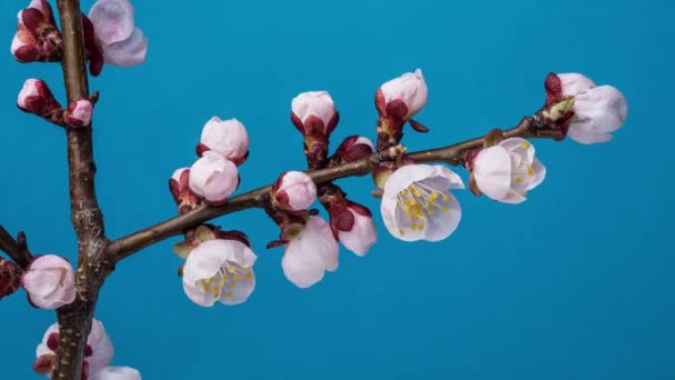 Aprikos Blommor Blommande Naturen Bakgrunden Långtidssekvenser Video — Stockvideo