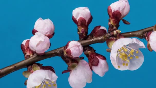 Kayısı Çiçekler Doğa Arka Planda Çiçek Açması Video Lapse Time — Stok video