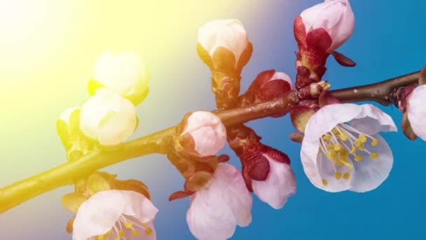 Abrikoos Bloemen Bloeien Achtergrond Van Natuur Time Lapse Video — Stockvideo