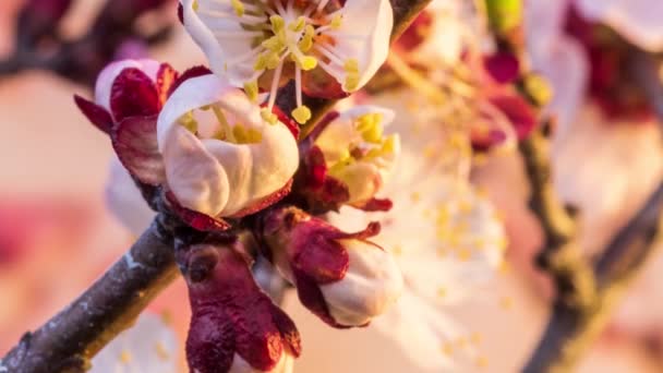 Aprikosenblüten Blühen Hintergrund Der Natur Zeitraffer Video — Stockvideo