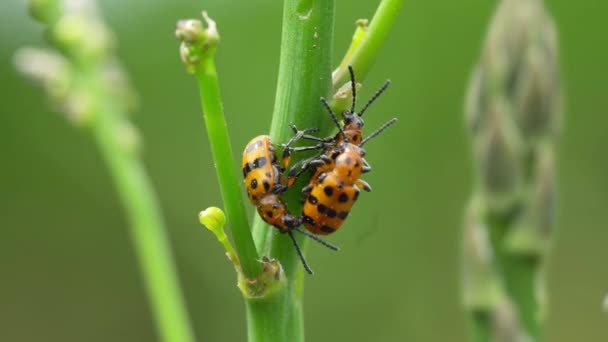 Spargelkäfer Fressen Junge Triebe Des Gartenspargels Und Paaren Sich Video — Stockvideo