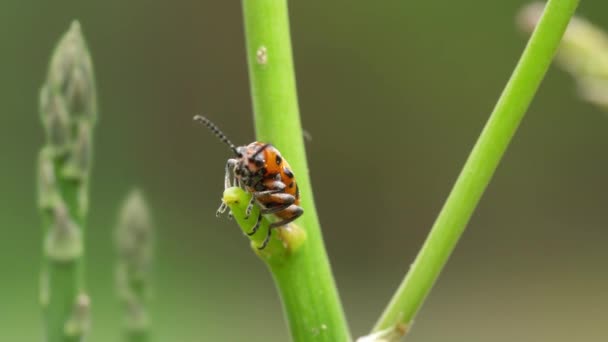 Sparris Beetle Gömmer Sig Från Fiender Unga Skott Trädgård Sparris — Stockvideo