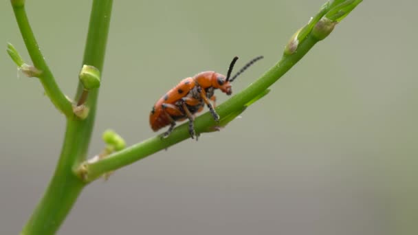 Escarabajo Espárrago Destruye Brotes Jóvenes Espárragos Jardín Vídeo — Vídeos de Stock
