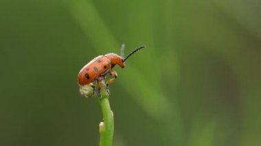 Kuşkonmaz böceği bahçe kuşkonmaz genç sürgünler yok eder. 4k video.