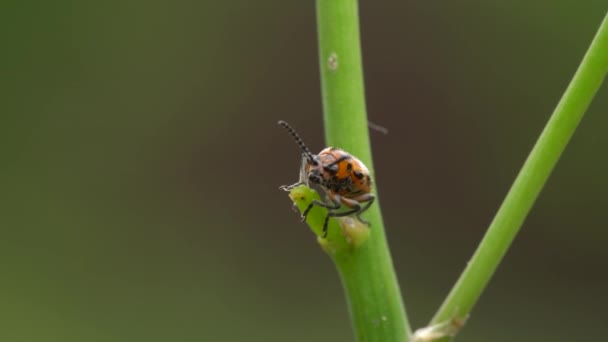 Scarabeo Asparago Distrugge Giovani Germogli Asparagi Giardino Video — Video Stock