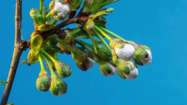 Körsbär Blommor Blommande Naturen Bakgrunden Långtidssekvenser Video — Stockvideo