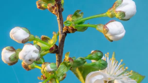 Fleurs Cerisier Fleurissant Dans Fond Nature Vidéo Time Lapse — Video