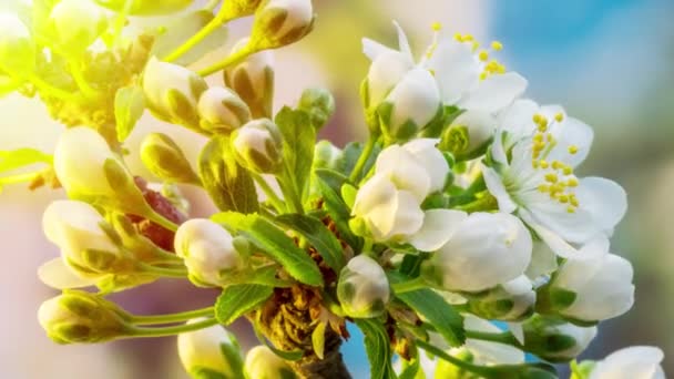 Körsbär Blommor Blommande Naturen Bakgrunden Långtidssekvenser Video — Stockvideo