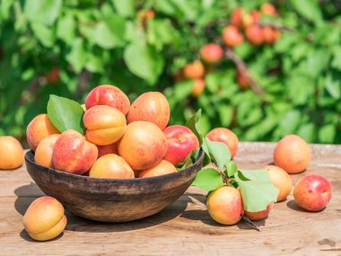 Masada ahşap kase olgun kayısı.