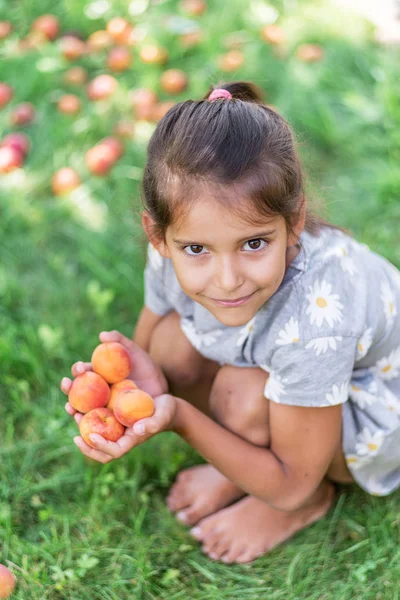 Chica está sosteniendo albaricoques maduros bajo el árbol de albaricoque . — Foto de Stock