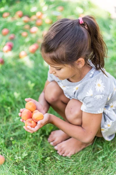 Ragazza sta tenendo albicocche mature sotto l'albero di albicocche . — Foto Stock