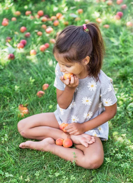 Chica está sosteniendo albaricoques maduros bajo el árbol de albaricoque . — Foto de Stock