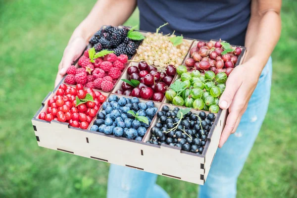 Wooden box with berries in female hands. Top view. — Stock Photo, Image