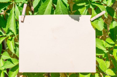 Yeşil asma yaprakları arasında kağıt boş. Çerçeve olarak yeşil yapraklar.