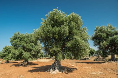 Ön planda Akdeniz zeytin Tarlası ve eski bir zeytin ağacı