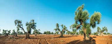 Ön planda Akdeniz zeytin Tarlası ve eski bir zeytin ağacı