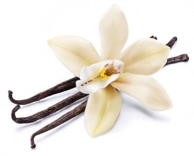 Dried vanilla sticks and orchid vanilla flower isolated on white clipart