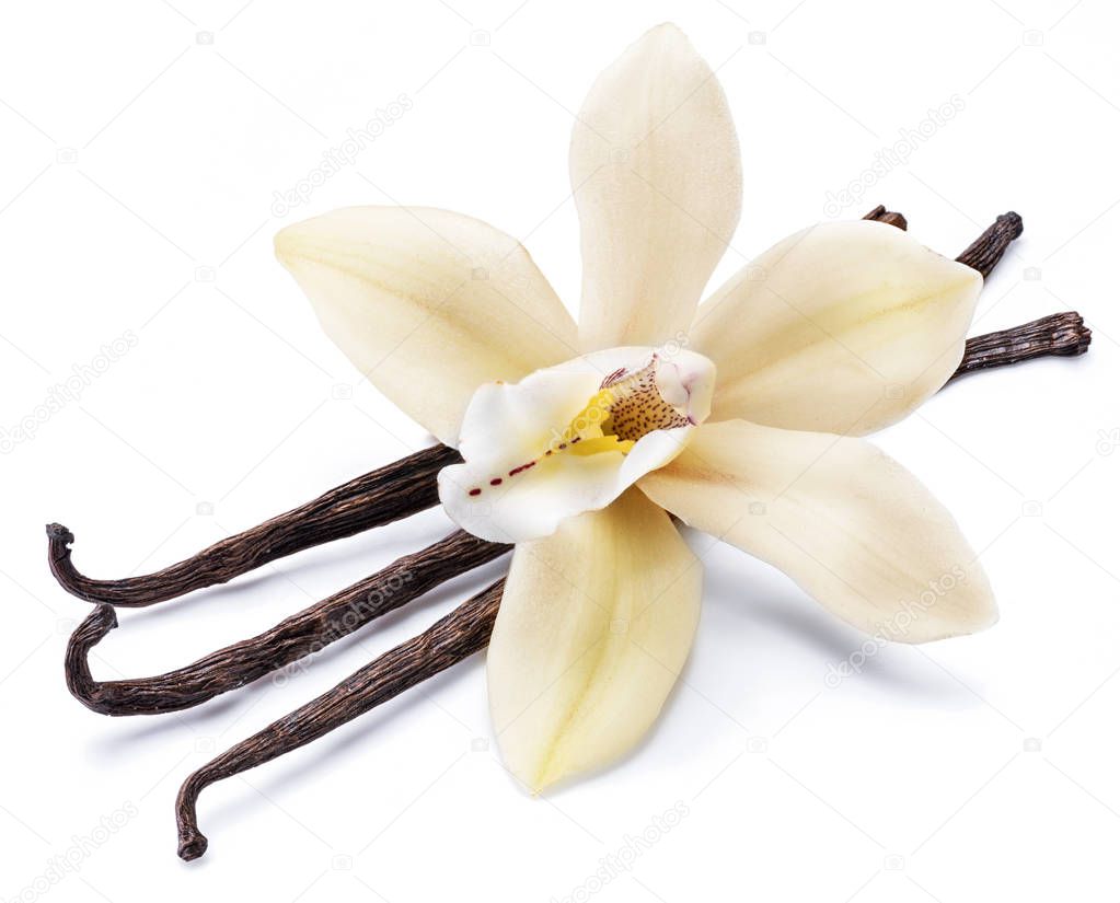 Dried vanilla sticks and orchid vanilla flower isolated on white