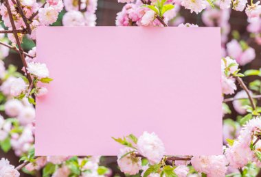 Kağıt çiçek çiçeklenme badem şubeleri arasında boş. Pembe f