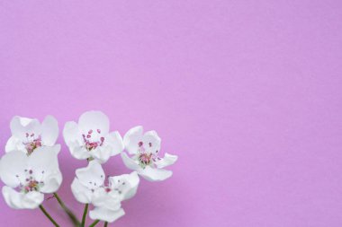 Mor kağıt boş ve üzerine kiraz ağacının çiçekleri. 