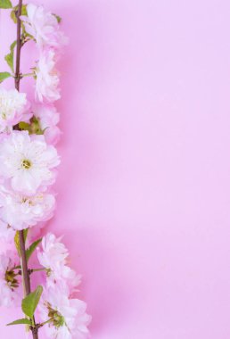 Üzerine badem bitkisinin mor kağıt boş ve güzel çiçekler. 