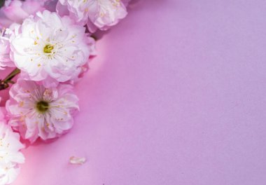 Üzerine badem bitkisinin mor kağıt boş ve güzel çiçekler. 