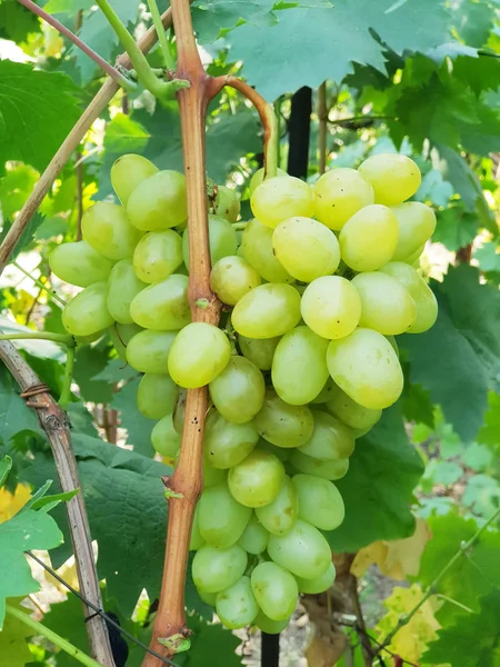 Weiße Tafeltrauben am Weinstock im Sonnenlicht. — Stockfoto