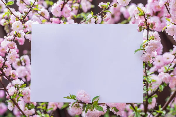 Papel em branco entre ramos de amêndoa floridos em flor. Rosa f — Fotografia de Stock