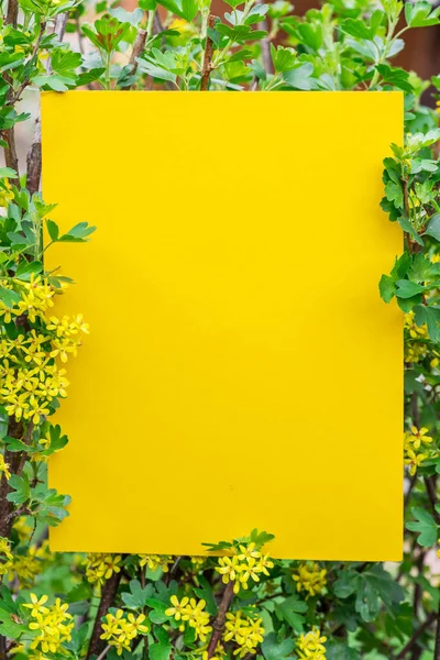 Papel amarillo en blanco entre ramas de grosella en flor . — Foto de Stock