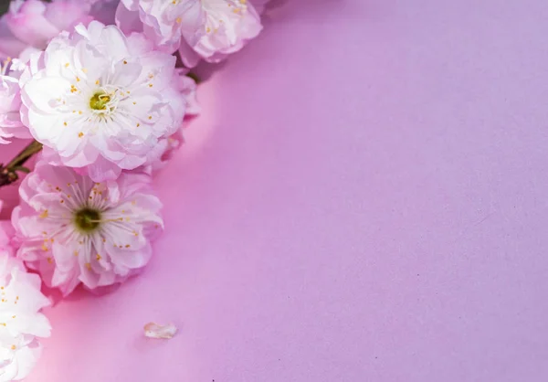 Βιολετί χαρτί κενό και όμορφα λουλούδια του αμυγδάλου φυτών σε αυτό. — Φωτογραφία Αρχείου