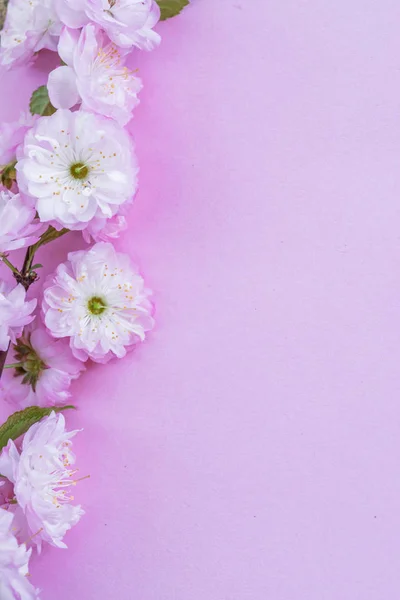 Violet paper blank and beautiful flowers of almond plant on it. — Stock Photo, Image