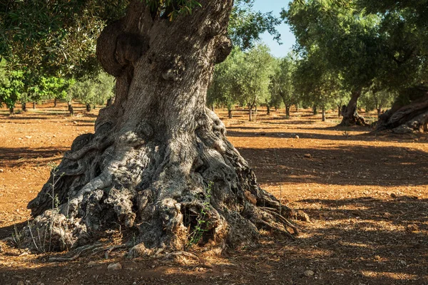 Mediterrane olijf plantage en een oude olijfboom op de voorgrond — Stockfoto